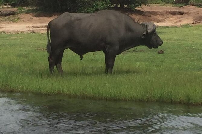1 Day Chobe National Park Safari Experience - Five things to know before you book