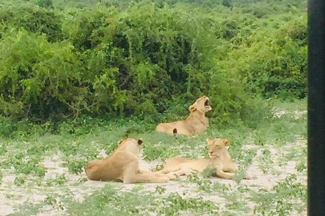 1 Day Chobe National Park Safari Experience - Why Chobe works so well as a day trip