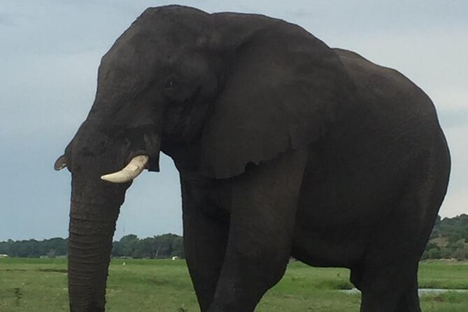 1 Day Chobe National Park Safari Experience - Lunch and the change from water to road