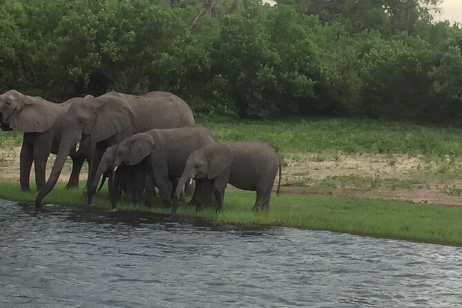 1 Day Chobe National Park Safari Experience - The afternoon game drive in Chobe National Park