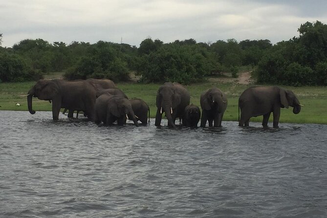 1 Day Chobe National Park Safari Experience - What the $209.30 price really covers