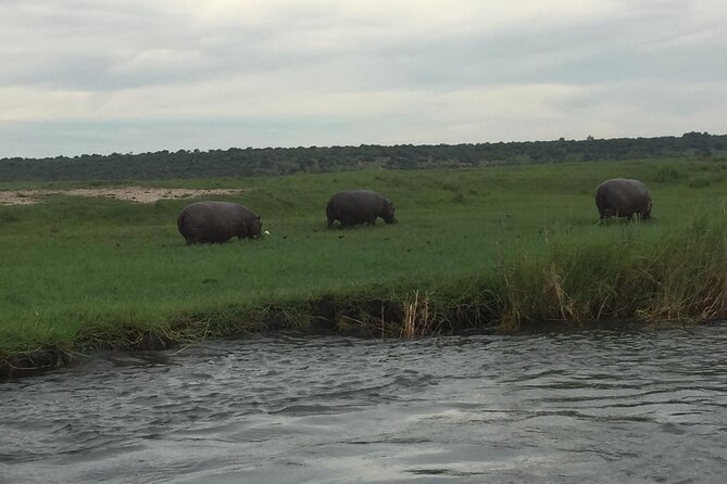 1 Day Chobe National Park Safari Experience - How well the operator handles the day