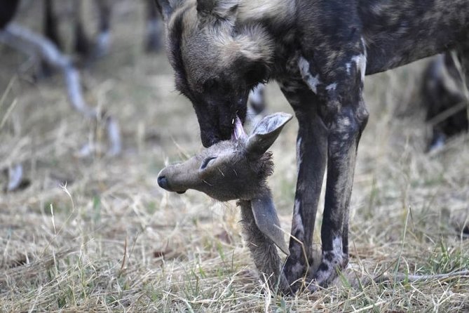 10 Day Zimbabwe and Chobe NP Tour - Hwange gives you two full safari days