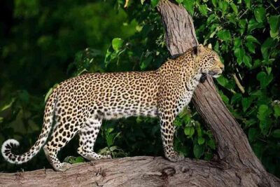 10 Day Zimbabwe and Chobe NP Tour