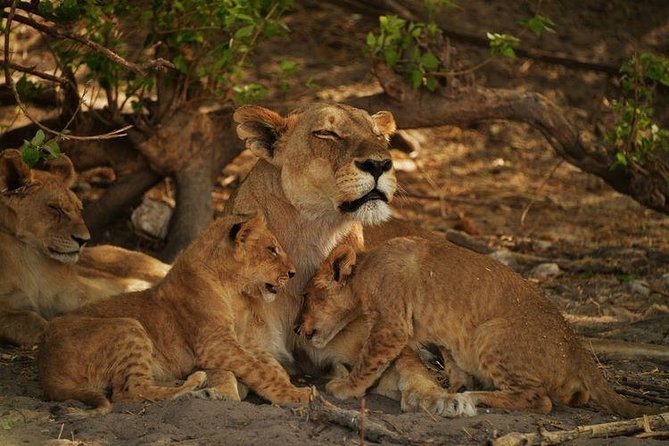 2-Day Camping Safari in Chobe National Park from Victoria Falls - Chobe safari highlights at a glance