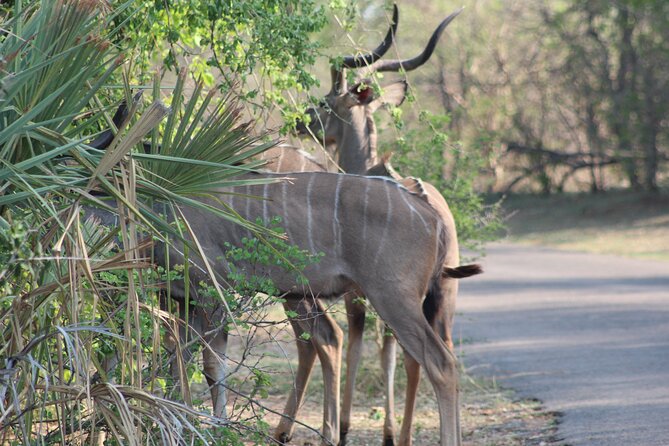 2-Day Camping Safari in Chobe National Park from Victoria Falls - Why this two-day safari works from Victoria Falls