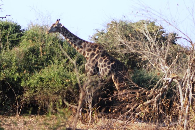 2-Day Camping Safari in Chobe National Park from Victoria Falls - Game drives and the search for predators