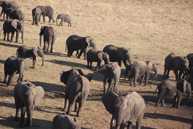2-Day Camping Safari in Chobe National Park from Victoria Falls - The guide and group size matter