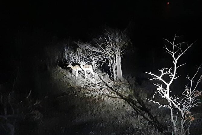 2 Hour Stargazing Tour in Victoria Falls NP Area in 4x4 - The astronomy side of the experience