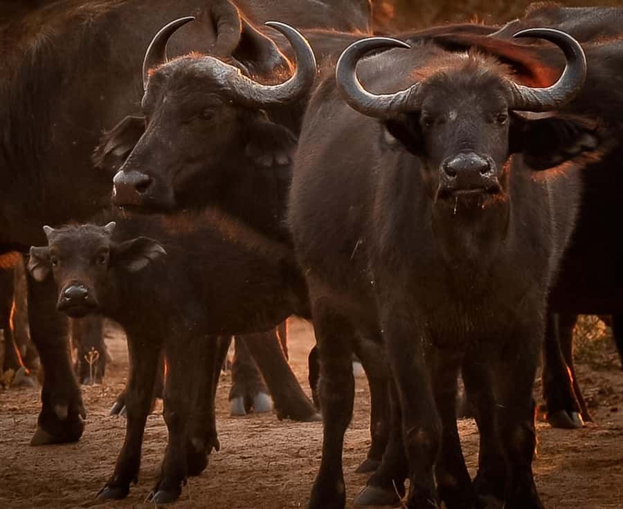 3-Day Chobe Camping Safari from Victoria Falls - Key points about the Chobe camping safari