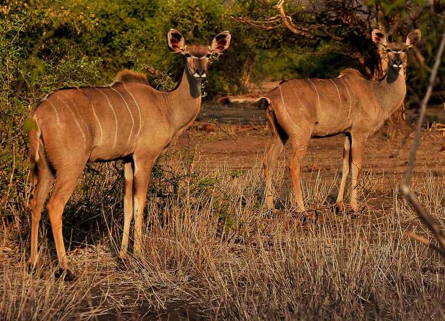 3-Day Chobe Camping Safari from Victoria Falls - A 5:00 a.m. start for big cats