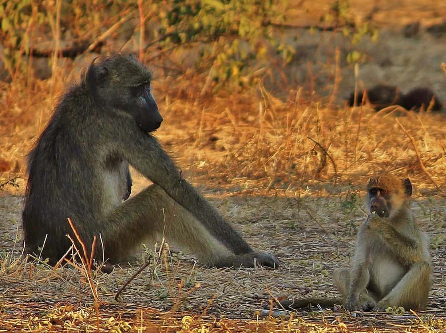 3-Day Chobe Camping Safari from Victoria Falls - The afternoon drive into Chobe National Park