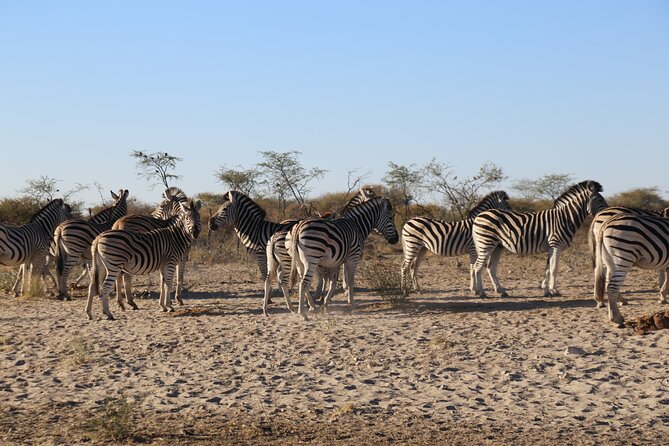 3 Day Hwange National Park Safari Trip from Victoria Falls - Day 1: The two-hour road transfer and first game drive