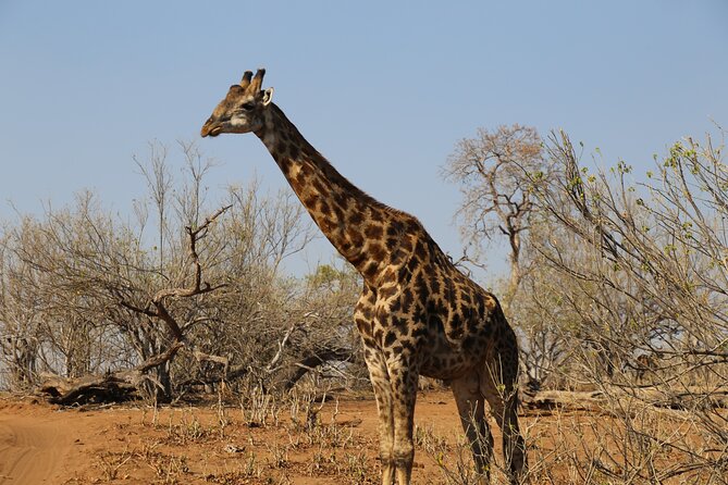 3 Day Hwange National Park Safari Trip from Victoria Falls - Day 2: The longest wildlife day