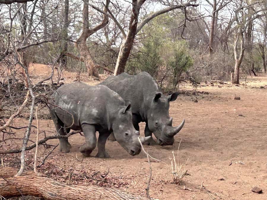3 Days Explore Zambia, Zimbabwe and Chobe Park in Botswana - Key points to know before booking