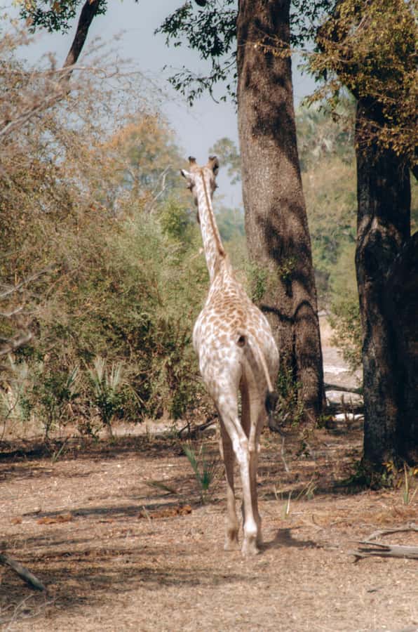 3 Days Explore Zambia, Zimbabwe and Chobe Park in Botswana - The guides make the long transfers easier