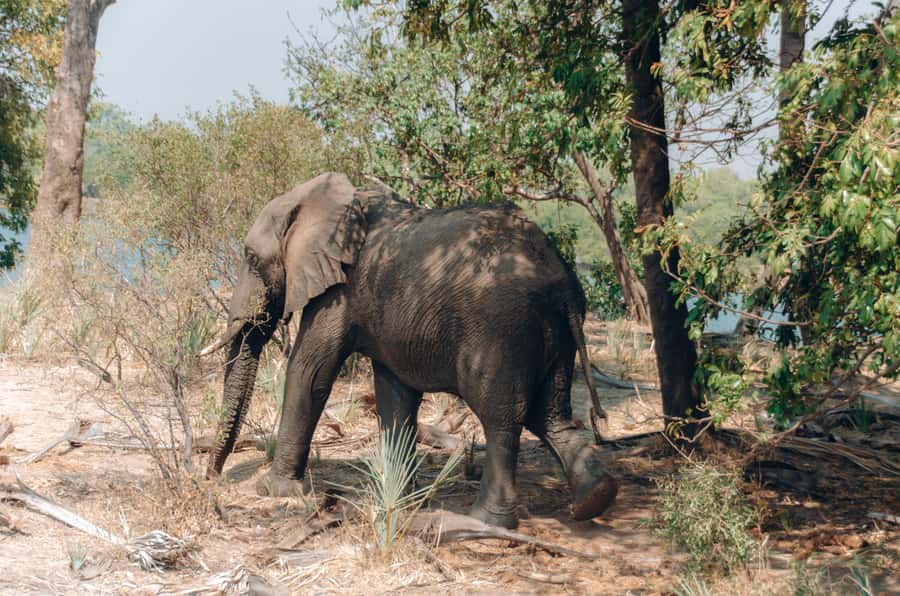 3 Days Explore Zambia, Zimbabwe and Chobe Park in Botswana - Day 1: Walking with rhinos in Mosi-oa-Tunya