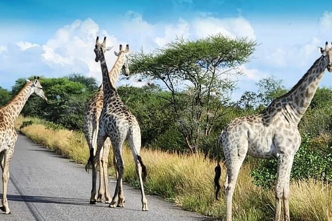 3 Days Tour at Chobe Park and Victoria Falls with Airport Pickup - What the guides add to the experience