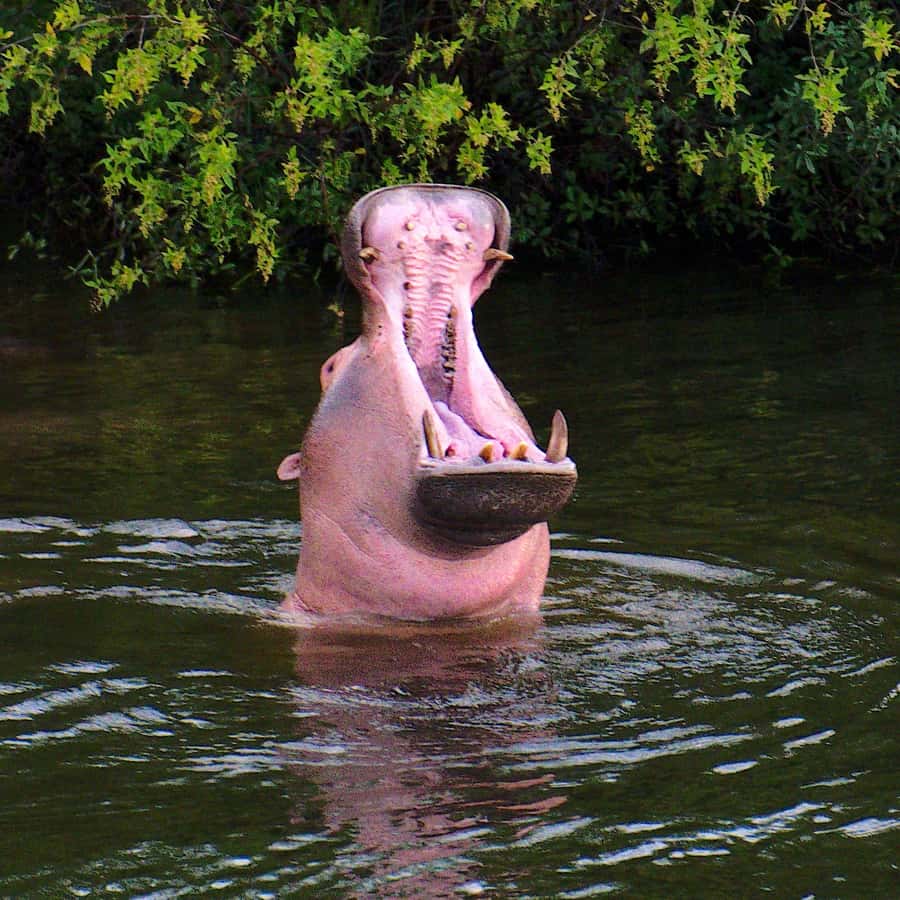 3 Days Victoria Falls and Full day Chobe National Park - What this three-day Zimbabwe and Botswana trip really offers