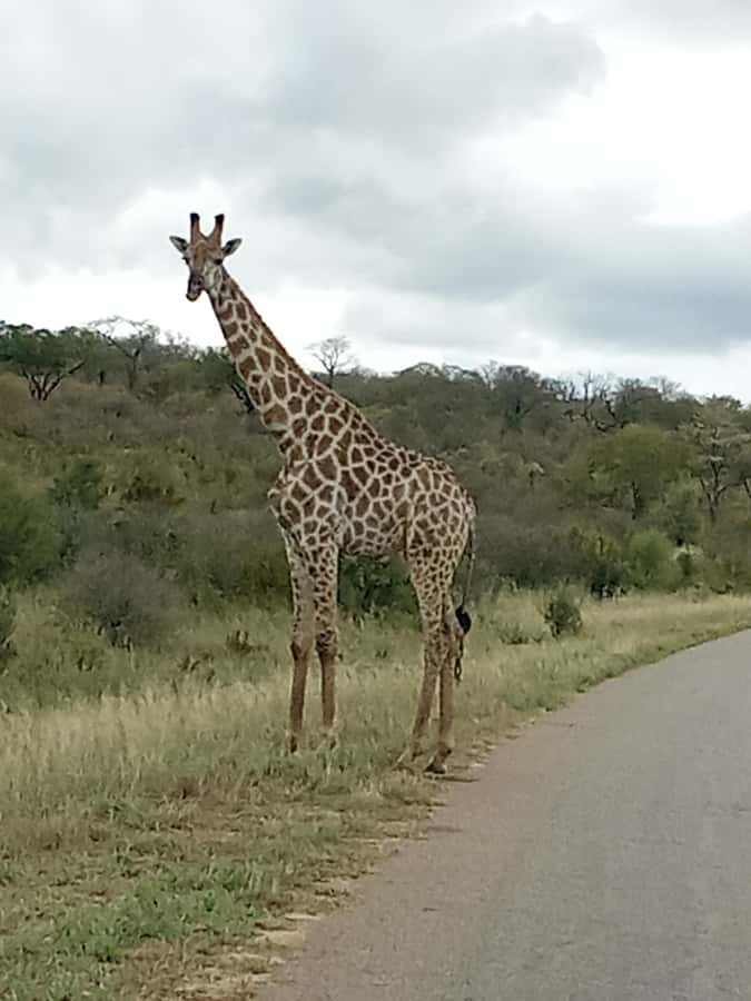 3 Days Victoria Falls and Full day Chobe National Park - The Chobe jeep safari, with land-based game viewing