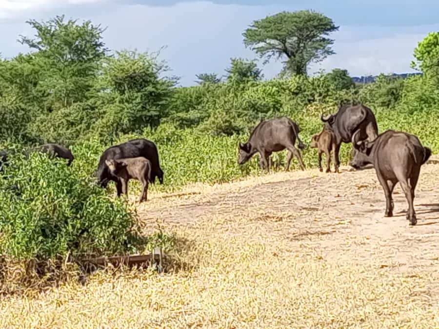 3 Days Victoria Falls and Full day Chobe National Park - Day one at Victoria Falls, from the 14:30 pickup to the rainforest paths
