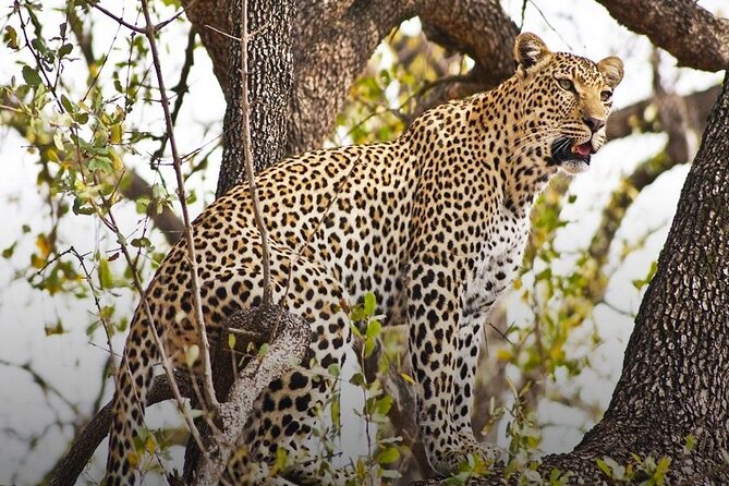 4 Day Chobe Safari Park and Victoria Falls Combo - Key points at a glance