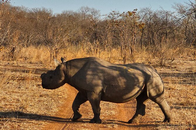 4 Day Chobe Safari Park and Victoria Falls Combo - Day 4: Airport transfer and an early finish