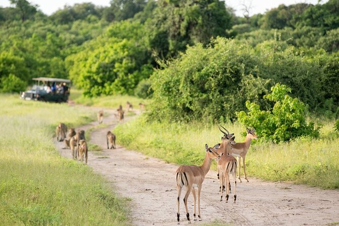 4-Day Victoria Falls and Hwange National Park Tour - Day 2 in Hwange means an early start and a full safari day