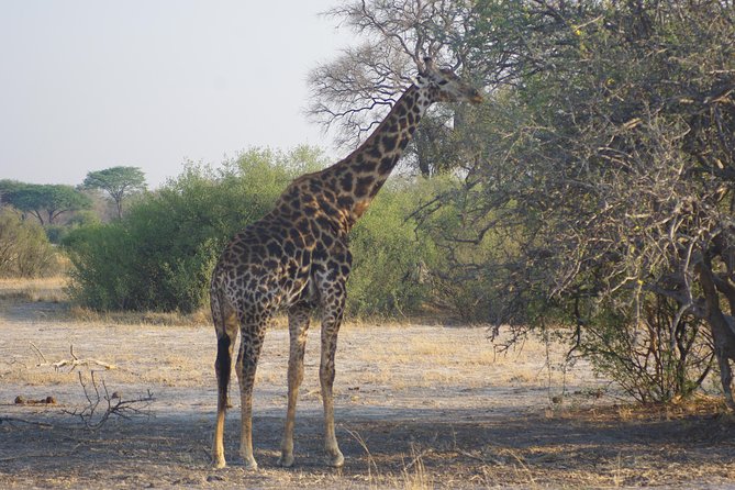 4 days Hwange Safari Game drive Staying at Iganyane Tented camp - Key points to know before booking