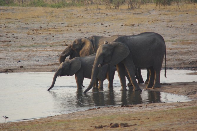 4 days Hwange Safari Game drive Staying at Iganyane Tented camp - Why Hwange makes a strong four-day safari