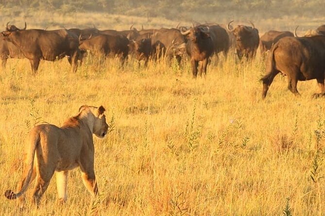 4 days Hwange Safari Game drive Staying at Iganyane Tented camp - Day three: another full wildlife day