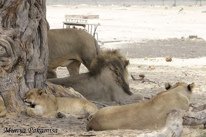 4 days Hwange Safari Game drive Staying at Iganyane Tented camp - Day four: a final drive and return to Victoria Falls