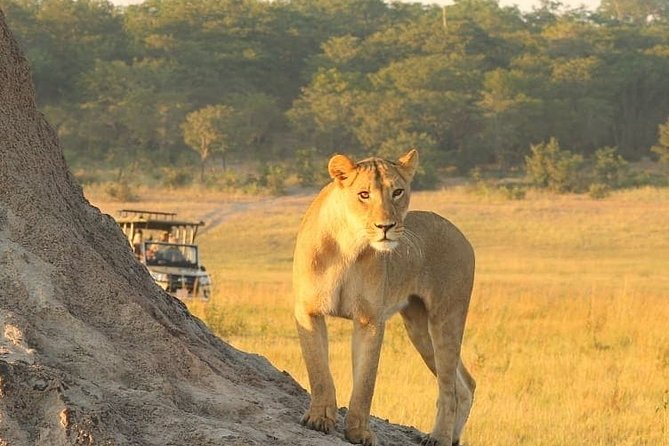 4 days Hwange Safari Game drive Staying at Iganyane Tented camp - What the $2,297.15 price covers