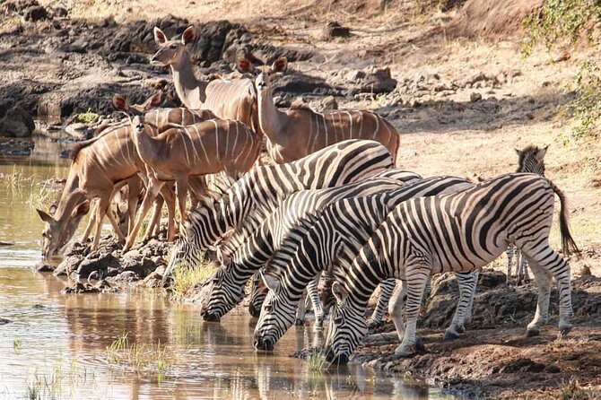 4 days Hwange Safari Game drive Staying at Iganyane Tented camp - The guide and the human side of the trip