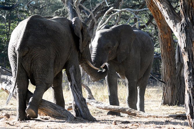 4 days Hwange Safari Game drive Staying at Iganyane Tented camp - Who will enjoy this safari most