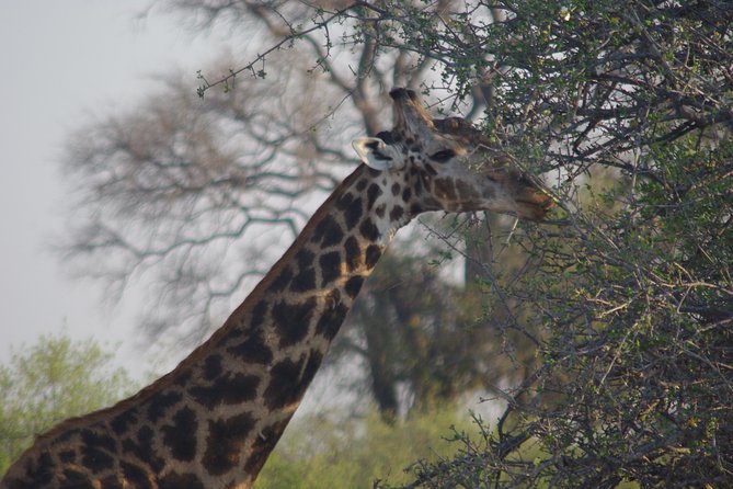 4 days Hwange Safari Game drive Staying at Iganyane Tented camp - Day two: an early start and a water-hole lunch