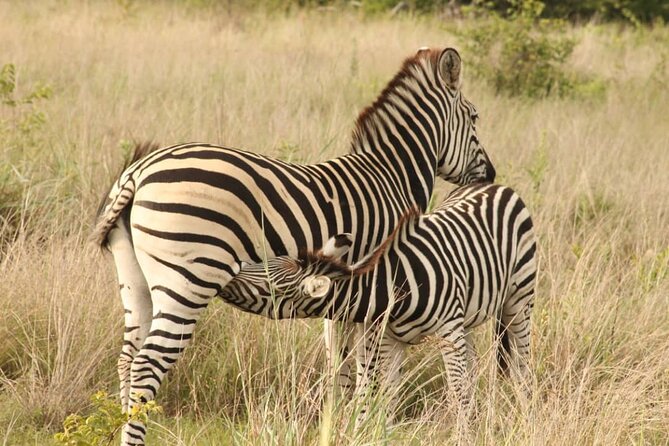 4 Days Victoria Falls Safari Tour & Chobe National Park game drive - A packed four days around Victoria Falls