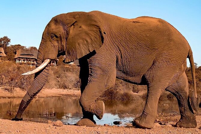 4 Days Victoria Falls Safari Tour & Chobe National Park game drive - Day 3: A full safari day in Chobe National Park