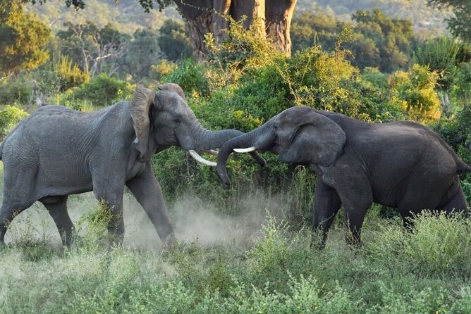 4 Days Victoria Falls Safari Tour & Chobe National Park game drive - Day 4: A straightforward airport transfer