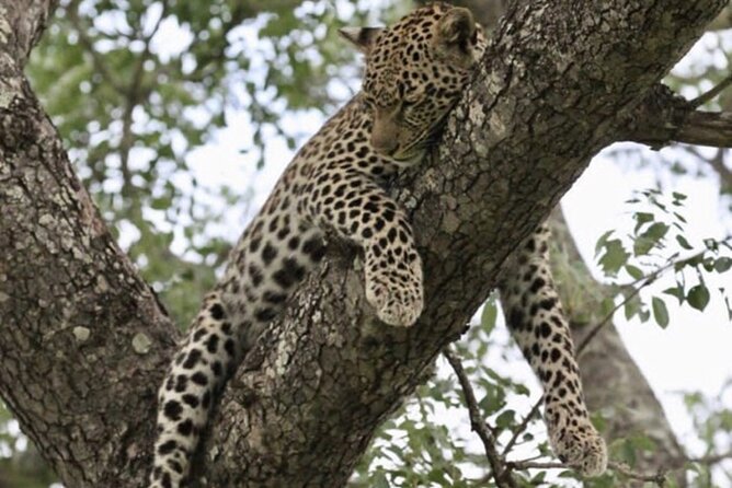 4 Days Victoria Falls Safari Tour & Chobe National Park game drive - Private tour advantages and group-size questions