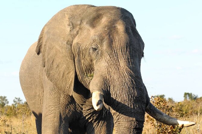 4 Days Victoria Falls Safari Tour & Chobe National Park game drive - Day 2: A 6:00 a.m. game drive and Victoria Falls from above