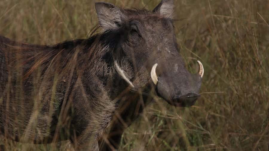 4 Days Victoria Falls Tour and Chobe Full day Safari Tour - Key points to know before booking