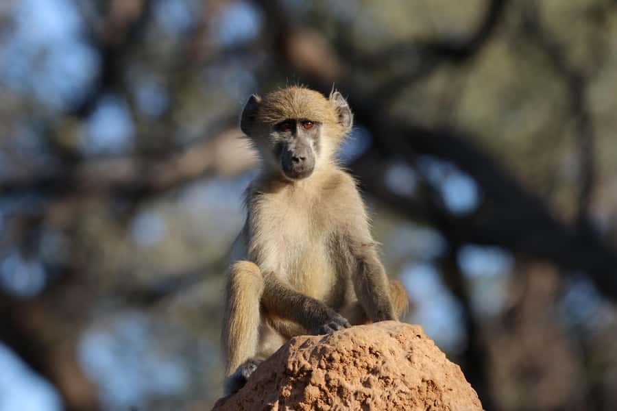 4 Days Victoria Falls Tour and Chobe Full day Safari Tour - Why this four-day plan works