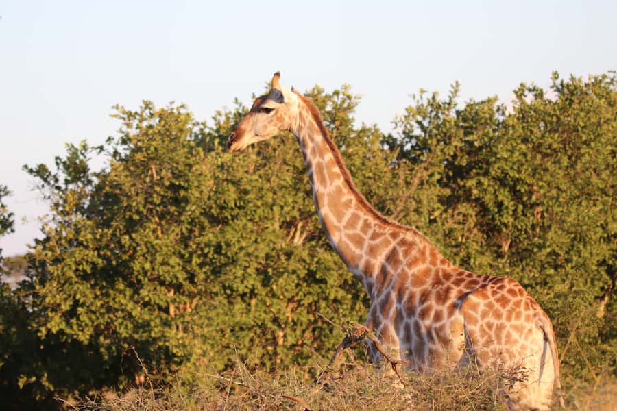 4 Days Victoria Falls Tour and Chobe Full day Safari Tour - Walking the 16 viewpoints at Victoria Falls