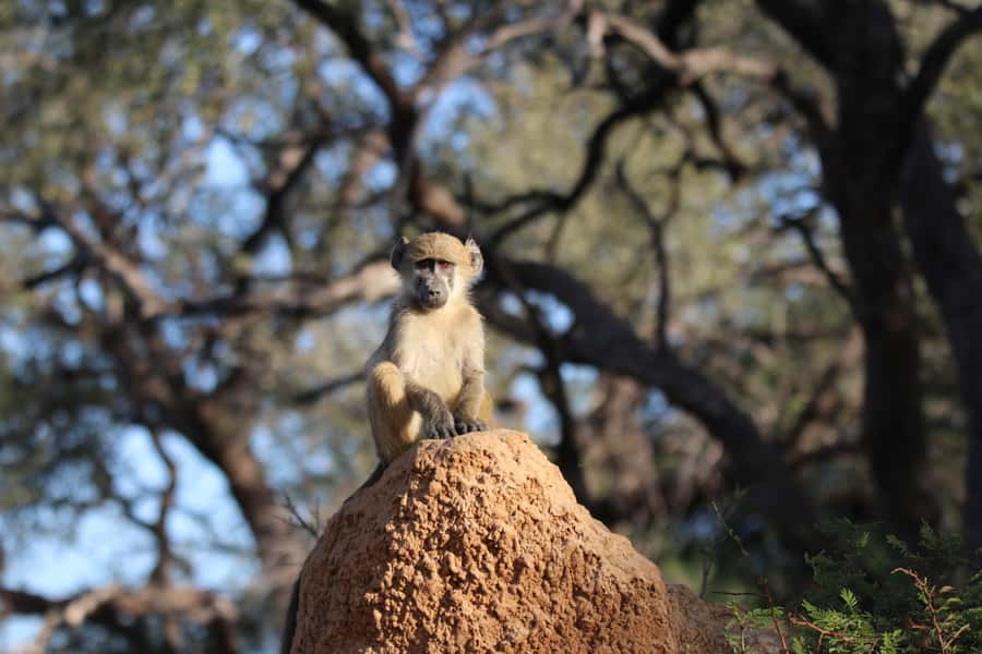 4 Days Victoria Falls Tour and Chobe Full day Safari Tour - Lunch above the Batoka Gorge