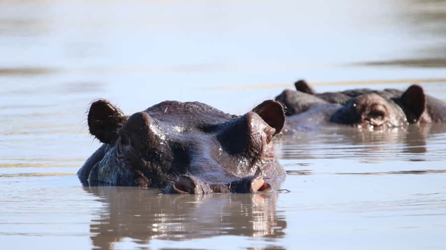4 Days Victoria Falls Tour and Chobe Full day Safari Tour - Chobe National Park from boat and vehicle