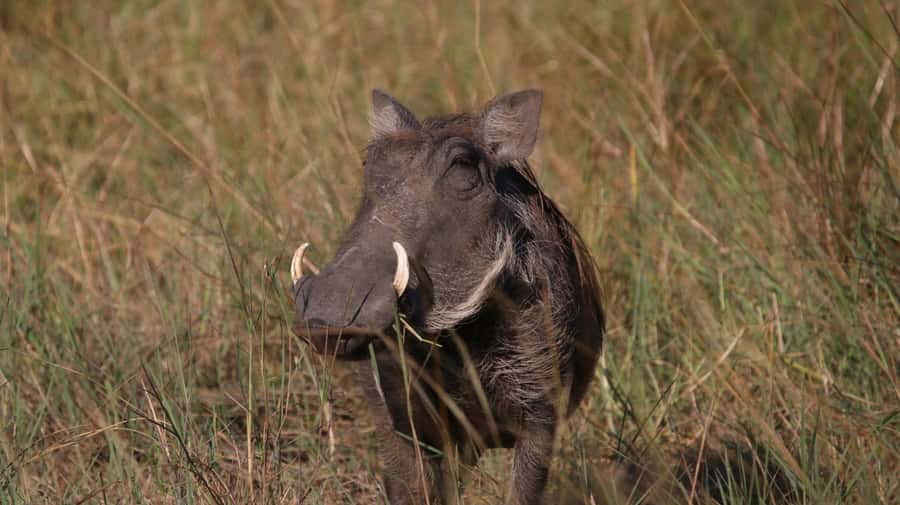 4 Days Victoria Falls Tour and Chobe Full day Safari Tour - What the $2,250 price really buys you