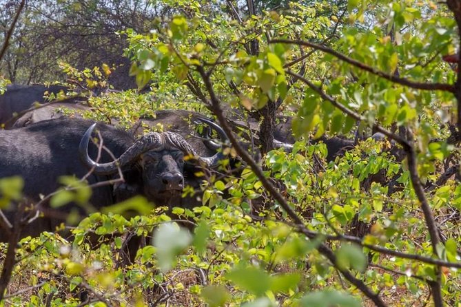 4 Days Victoria Falls Zimbabwe with Chobe National Park Safari Botswana and Livingstone Zambia - What the four-day plan really includes