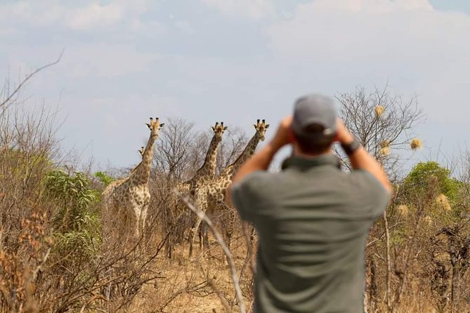 4 Days Victoria Falls Zimbabwe with Chobe National Park Safari Botswana and Livingstone Zambia - Day three: Chobe National Park by boat and vehicle