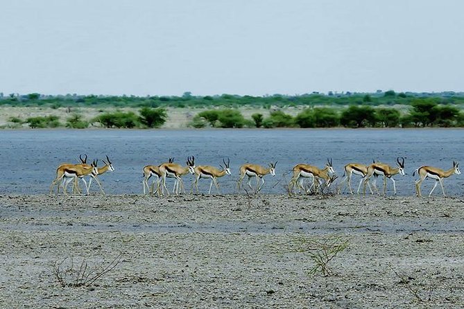 5 Day Chobe National Park Accommodated Tour Safari - What the $1,350 price may represent